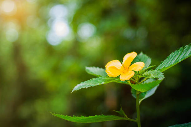 istock flowers in tropical forests. 802246884