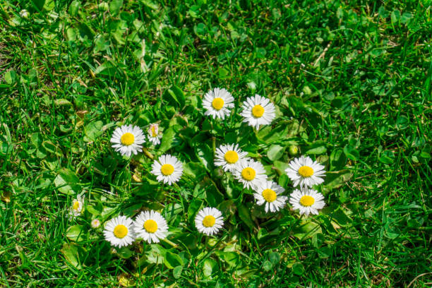 istock Daisy on a green meadow in summer 802252678
