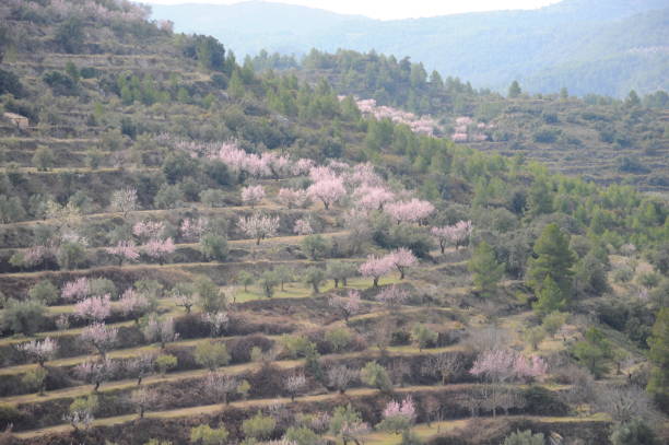istock Almond blossom in Spain 802254382