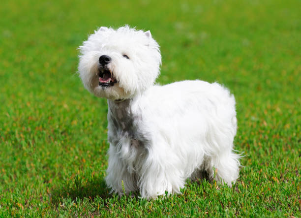 istock West highland terrier outdoor 802255486