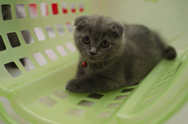 scottish fold stock photo