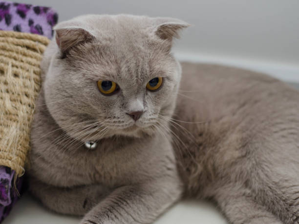 scottish fold stock photo