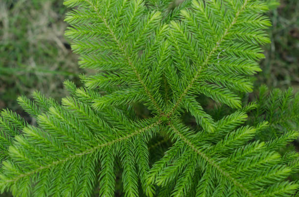 Norfolk Island Pine stock photo