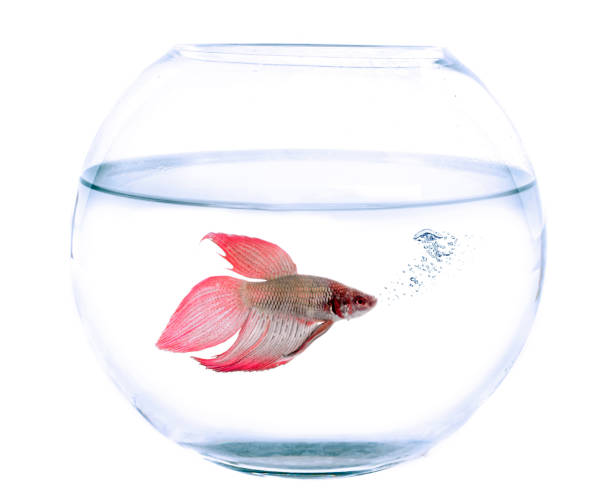 Siamese fighting fish and fishbowl Siamese fighting fish and fishbowl in front of white background siamese fighting fish stock pictures, royalty-free photos & images