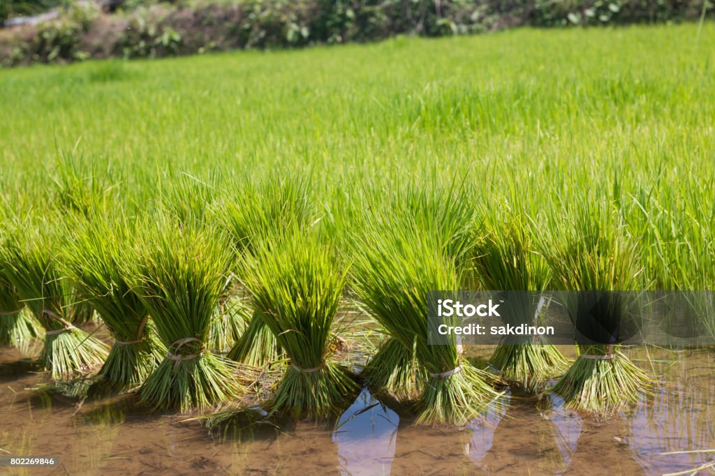 American Rice Tree Rice Tree Stock Photo - Download Image Now - Abundance, Agricultural ...