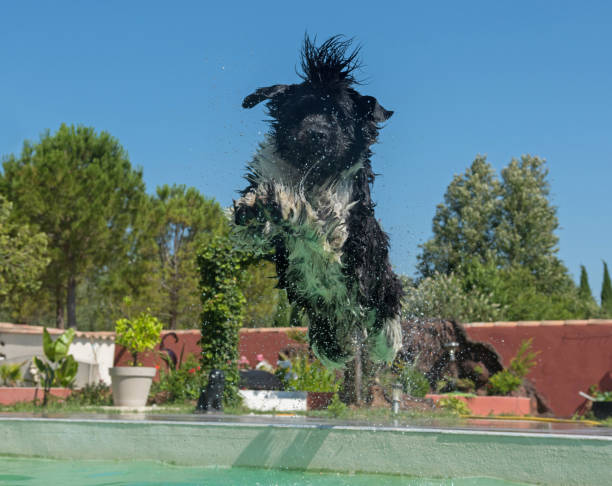 istock adult newfoundland dog 802273162