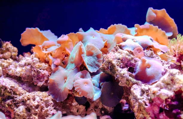 istock Mushroom Coral - Discosoma 802273424