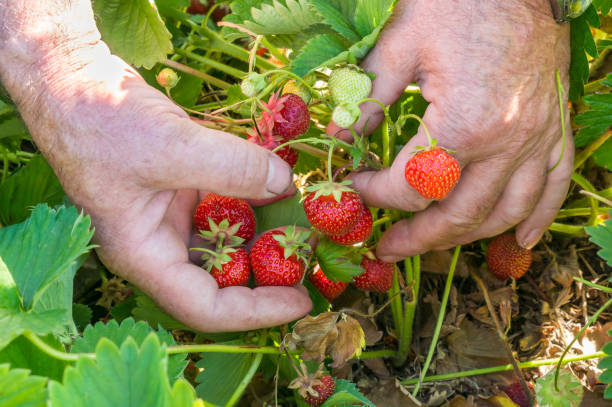 istock Harvest fresh strawberries on strawberry field 802281484