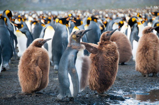 金港のキング ペンギン - penguin walking water adult ストックフォトと画像