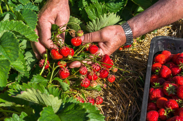 istock Harvest fresh strawberries on strawberry field 802281906