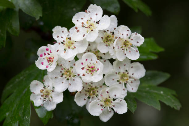 istock Flowers of Hawthorn 802281970