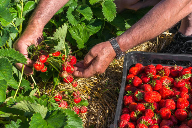 istock Harvest fresh strawberries on strawberry field 802282126