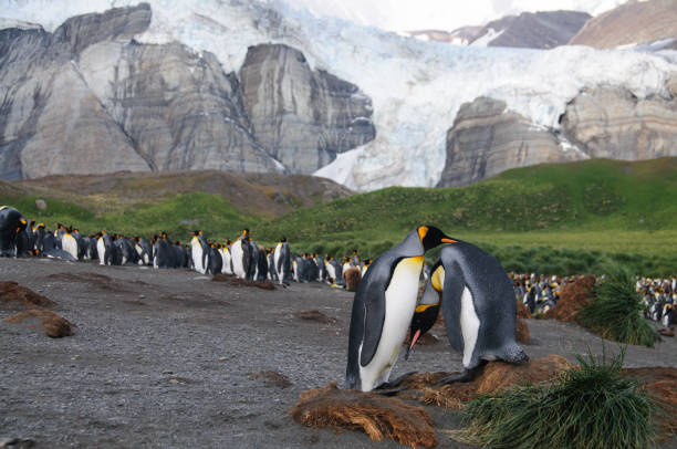 金港のキング ペンギン - penguin walking water adult ストックフォトと画像