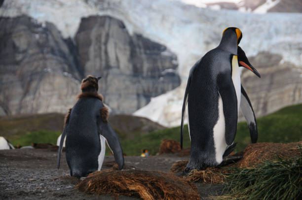 金港のキング ペンギン - penguin walking water adult ストックフォトと画像