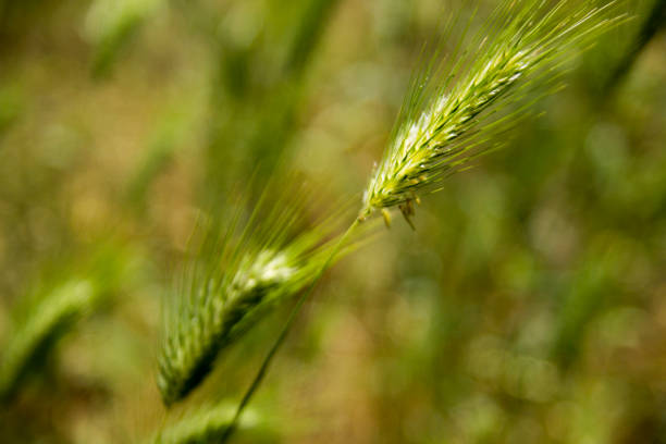 istock Green Wheat Field Summer Wind Nature Background 802300450