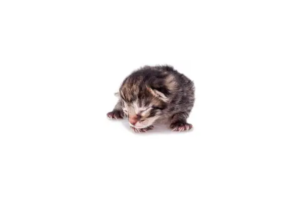 Photo of Small blind kitten on a white background. First day after birth.