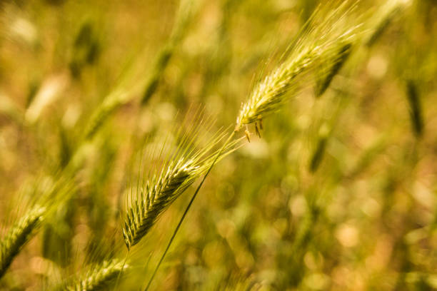 istock Green Wheat Field Summer Wind Nature Background 802300590