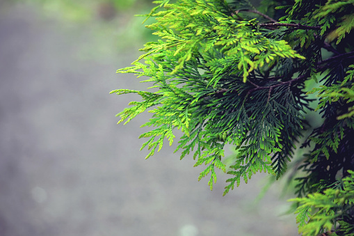 background with branches arborvitae, thuja evergreen tree, cypress border, natural ornament, selective focus