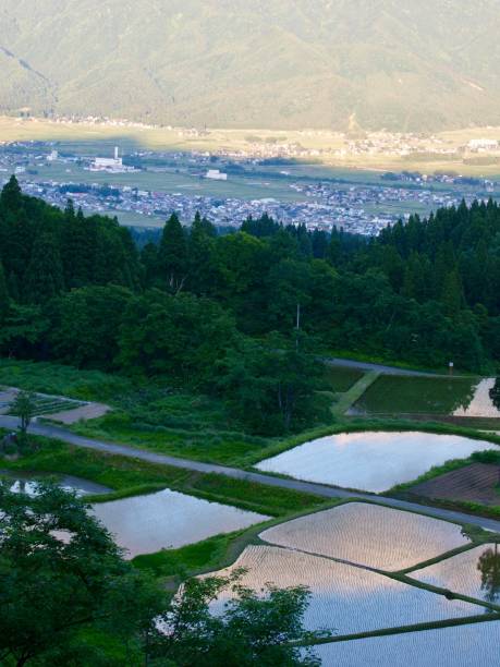 istock ricefield/Minamiuonuma,Niigata 802304100