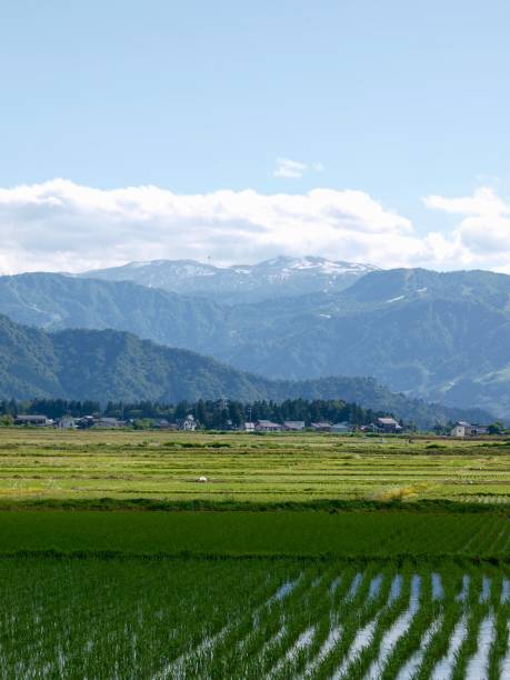 istock ricefield/Minamiuonuma,Niigata 802304154
