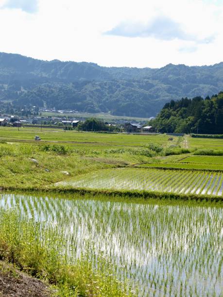 istock ricefield/Minamiuonuma,Niigata 802304166
