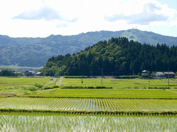 istock ricefield/Minamiuonuma,Niigata 802304298