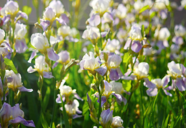 Blooming iris flowers in the garden. Floral natural background, greeting card, festive mood. Postcard Iridaceae design, bright sunshine