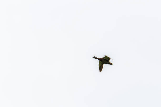 istock Female Mallard Duck Flying 802304746