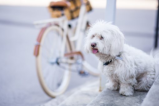 Cute White Maltese Dog Standing Near Retro Styled Bicycle