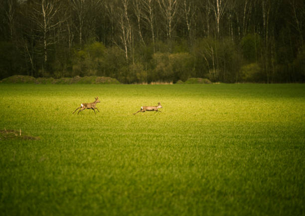 istock Two beautiful does running across the field in spring 802307712