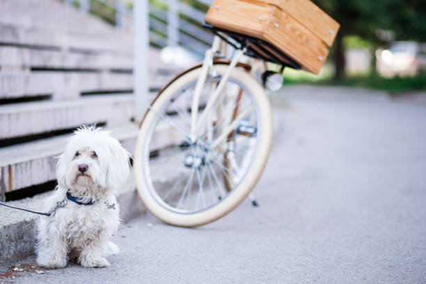 istock Adorable Dog Fits With White Retro Bike 802307828