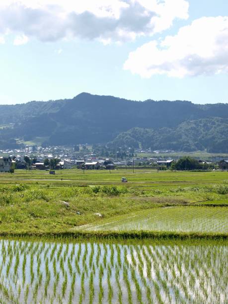 istock ricefield/Minamiuonuma,Niigata 802307864