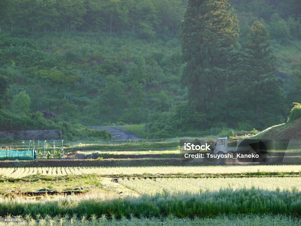 ricefield/Minamiuonuma,Niigata Agriculture Stock Photo