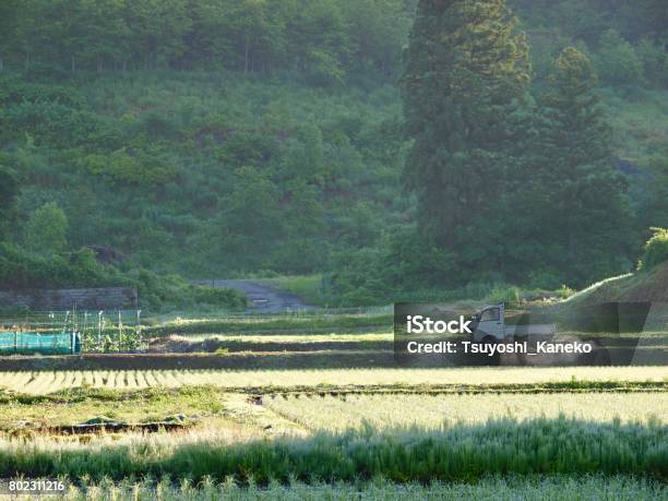 Ricefield Minamiuonuma Niigata Stock Photo - Download Image Now - Agriculture, Canal, Direction
