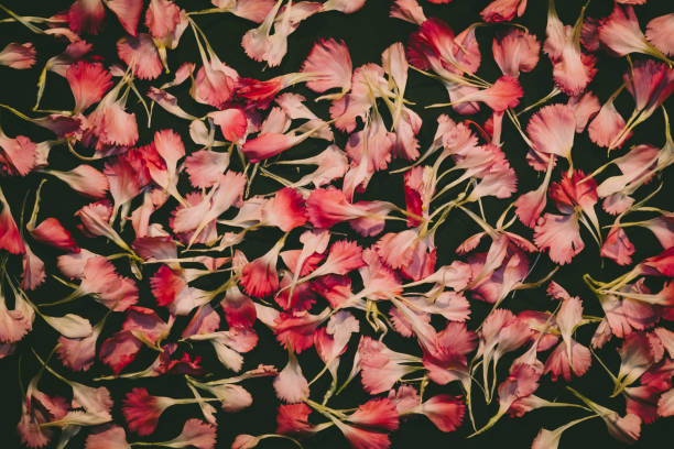 istock Beautiful bright pink carnation petals on dark background. Vintge image style 802314866