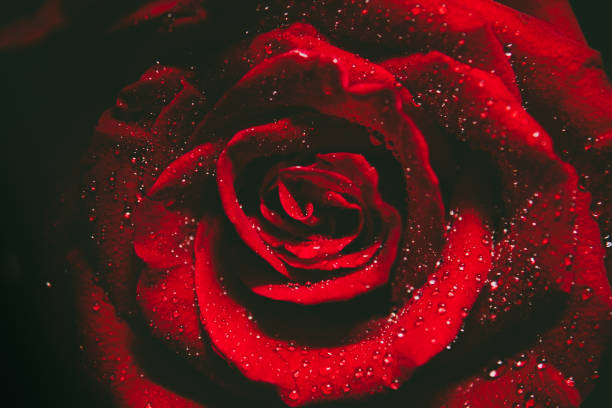 istock Top view and close up image on bright Red Rose and water drops for Valentine's Day 802317636