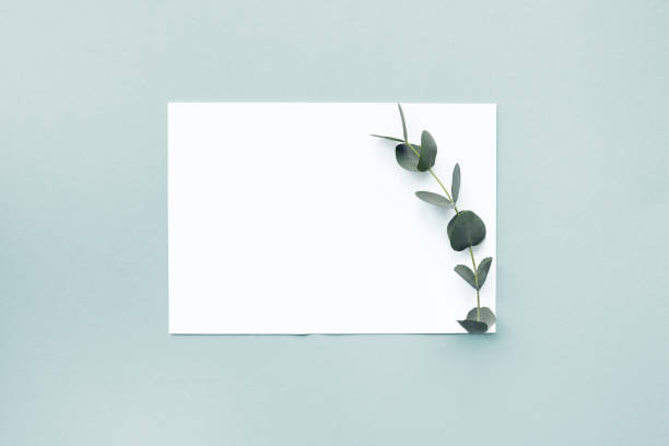 flat lay eucalyptus branches and blank white sheet on blue background, top view. mock up