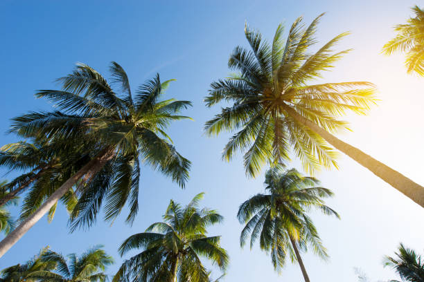 istock Coconut  palm trees, ant eyes view 802321278