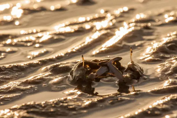 Photo of Two crab fighters