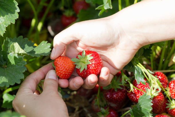 Young pickng fresh juicy red strawberries stock photo