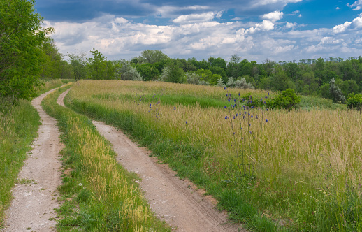 Spring landscape with an earth road at the edge of the meadow