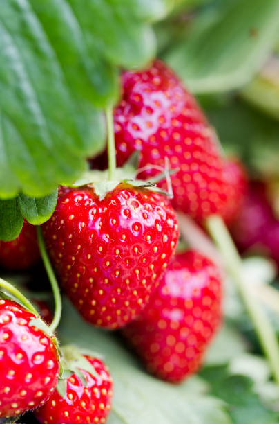 vibrant red strawberries on shrub branch macro close up - strawberry plant imagens e fotografias de stock