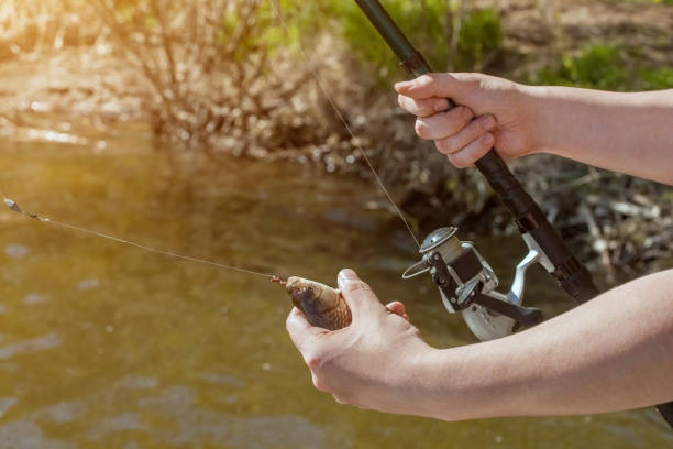 istock The fisherman is holding a fish caught on a hook 802322884