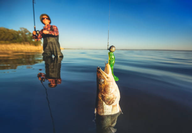 istock A fisherman in a red shirt caught a pike-perch 802322888
