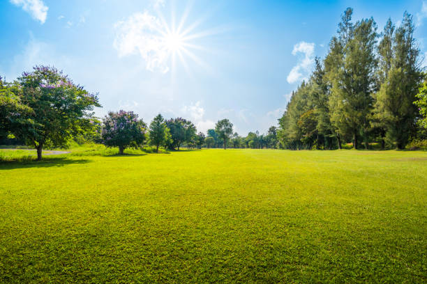 istock green grass field with lake in public park 802329820