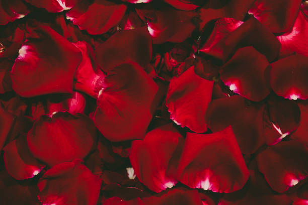 istock Beautiful red rose petals on dark background 802330392