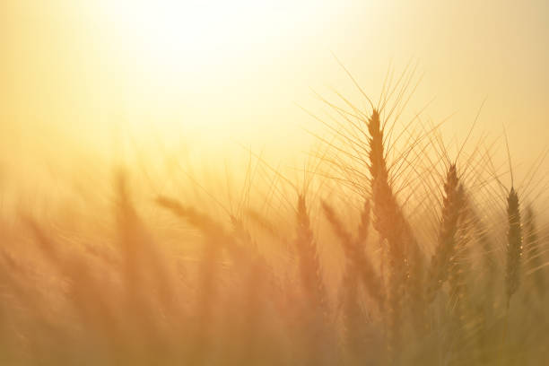 Wheat field. Ears of golden wheat close up. Beautiful Nature Sunset Landscape. Rural Scenery under Shining Sunlight. Background of ripening ears of meadow wheat field. Rich harvest Concept stock photo