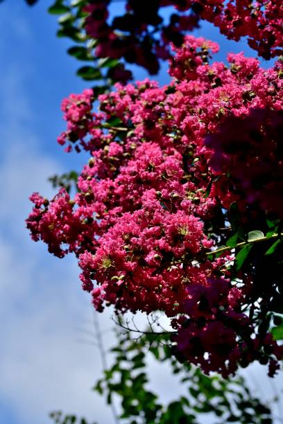 istock Japanese Crape Myrtle / Lagerstroemia indica 802331136