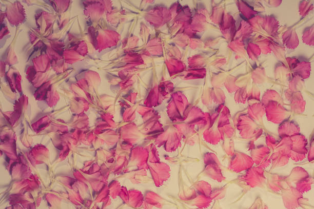 istock Beautiful bright pink carnation petals on dark background. Vintge image style 802333326