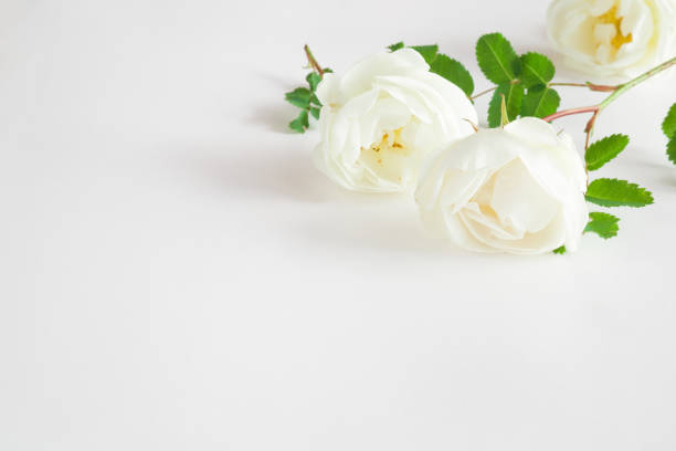 istock White roses on the white background. Fresh flowers. Greeting card. 802335006